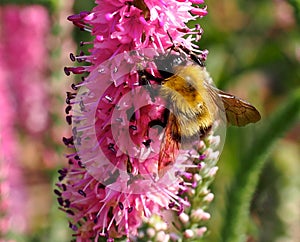 Bumble Bee On Blazing Star Or Liatris Spicata Flower photo