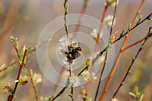 Bumble bee on a blossoming willow
