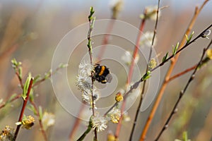 Bumble bee on a blossoming willow