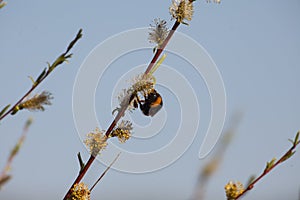 Bumble bee on a blossoming willow