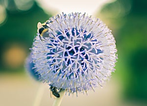 Bumble Bee on a blue globe thistle
