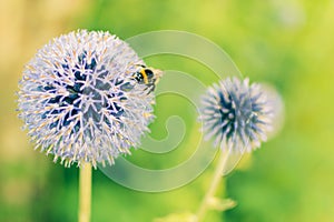 Bumble Bee on a blue globe thistle