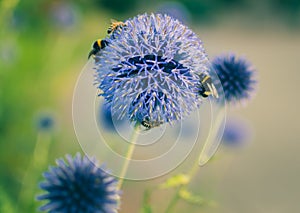 Bumble Bee on a blue globe thistle