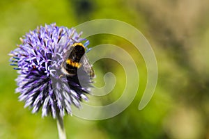 Bumble Bee on a Blue Thistle