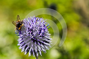 Bumble Bee on a Blue Thistle