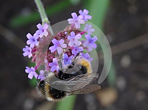 Bumble bee (bombus) covered in pollen