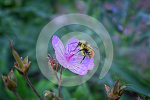 Bumble bee Bombus huntii, Hymenoptera, Apidae, Bombinae collecting pollen and nectar from wild flowers along hiking trails to Do photo