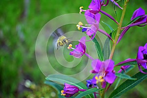 Bumble bee Bombus huntii, Hymenoptera, Apidae, Bombinae collecting pollen and nectar from wild flowers along hiking trails to Do photo