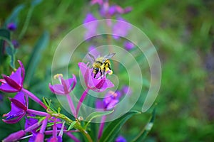 Bumble bee Bombus huntii, Hymenoptera, Apidae, Bombinae collecting pollen and nectar from wild flowers along hiking trails to Do