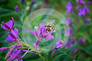 Bumble bee Bombus huntii, Hymenoptera, Apidae, Bombinae collecting pollen and nectar from wild flowers along hiking trails to Do