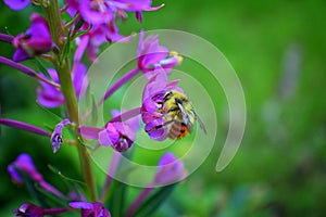 Bumble bee Bombus huntii, Hymenoptera, Apidae, Bombinae collecting pollen and nectar from wild flowers along hiking trails to Do