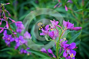 Bumble bee Bombus huntii, Hymenoptera, Apidae, Bombinae collecting pollen and nectar from wild flowers along hiking trails to Do