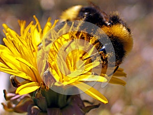 Bumble-Bee (Bombus terrestris)