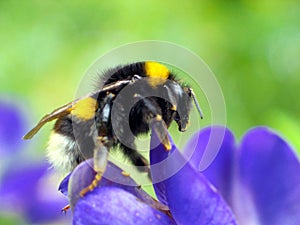 Bumble-Bee (Bombus terrestris)