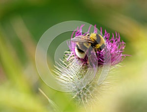 Bumble bee, bombus terrestris lusitanicus on a thistle