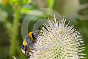 Bumble Bee (Bombus terrestris) on a Teasel flower (Dipsacus full