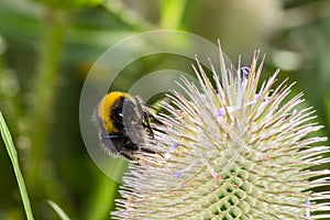 Bumble Bee (Bombus terrestris) on a Teasel flower (Dipsacus full photo