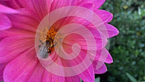 bumble bee on bright pink flower