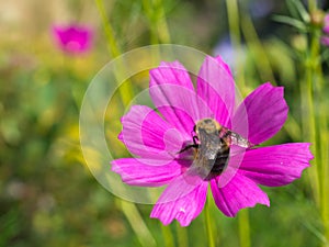 Bumble Bee on bright pink flower at wave hill garden