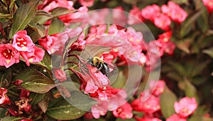 Weigela bush with bumble bee dark leaves with pink blossoms. photo