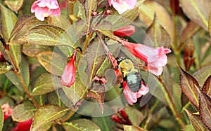 Close up Weigela bush with bumble bee dark leaves with pink blossoms.