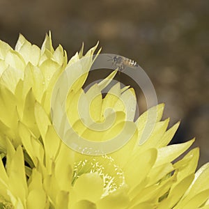 Bumble Bee buzzing around flowers