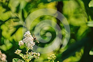 Bumble bee with buzzing wings feeding from white flowers