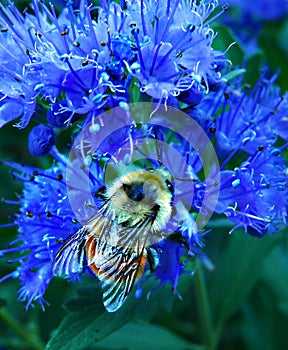 Bumble Bee on Caryopteris