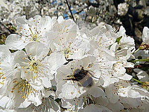 Bumble bee on cherry tree flowers