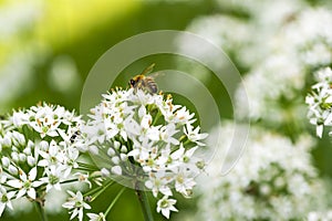 A bumble bee on the chive flower