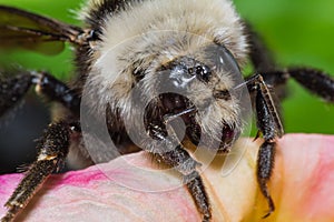 Bumble bee close up