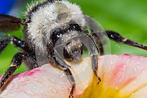Bumble bee close up