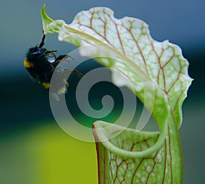 A Bumble Bee Collecting Nectar photo