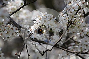 Bumble Bee collecting nectar from a blossom of a plum tree