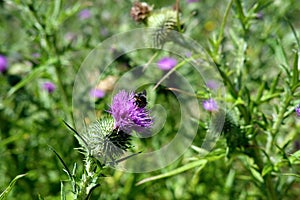 Bumble Bee collecting nectar on a thistle