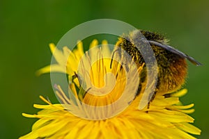 Bumble bee collecting pollen