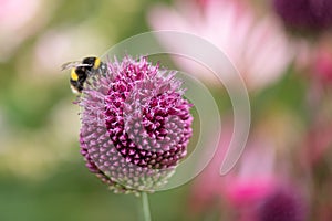 Bumble bee collecting pollen from an Allium sphaerocephalon