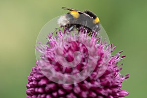 Bumble bee collecting pollen from an Allium sphaerocephalon
