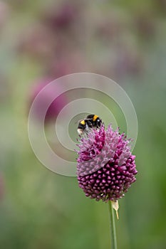 Bumble bee collecting pollen from an Allium sphaerocephalon