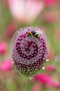 Bumble bee collecting pollen from an Allium sphaerocephalon