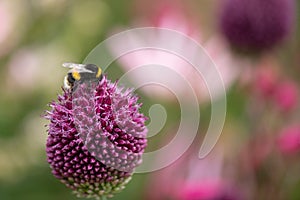 Bumble bee collecting pollen from an Allium sphaerocephalon