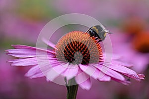 Bumble bee collecting pollen from an Echinacea