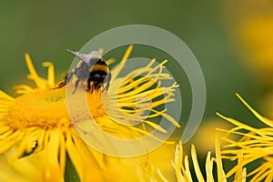 Bumble bee collecting pollen from a Elecampane flower