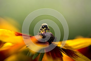 Bumble bee collecting pollen from flower