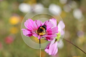 Bumble-bee collecting pollen on pink cosmos flower