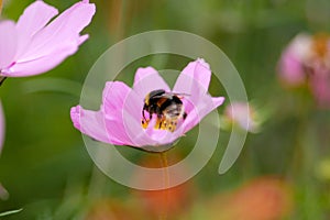 Bumble bee collecting pollen from a pink cosmos flower.