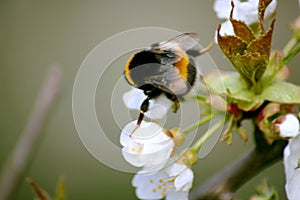 Bumble bee collects nectar on blooming apple tree