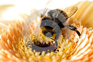 A bumble-bee collects pollen on