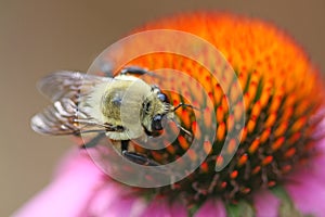 Bumble bee on coneflower