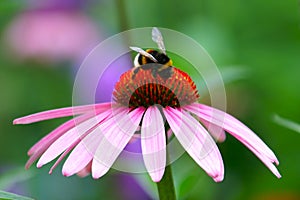 Bumble Bee on Coneflower